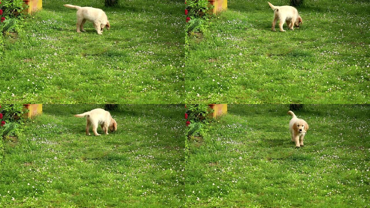 两个月大的金毛猎犬在绿色草地上玩耍