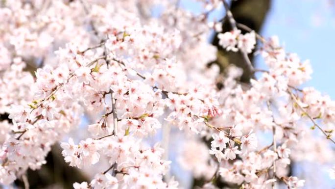 日本东京花园的樱花