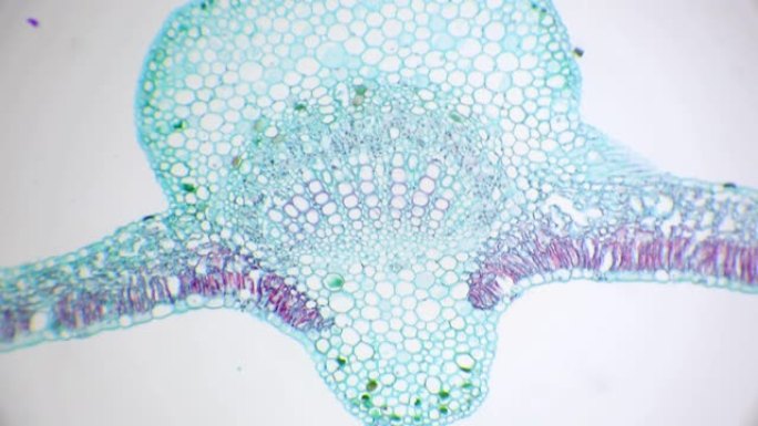 棉叶细胞横截面的显微观察