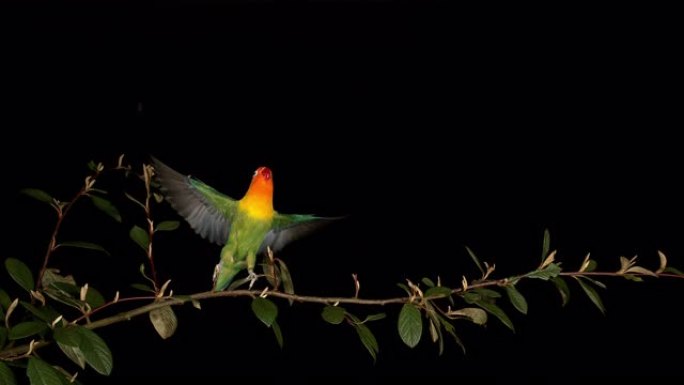 菲舍尔的爱情鸟，agapornis fischeri，成年站在树枝上，起飞，飞行中，慢动作4K
