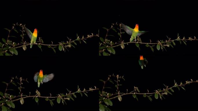 菲舍尔的爱情鸟，agapornis fischeri，成年站在树枝上，起飞，飞行中，慢动作4K