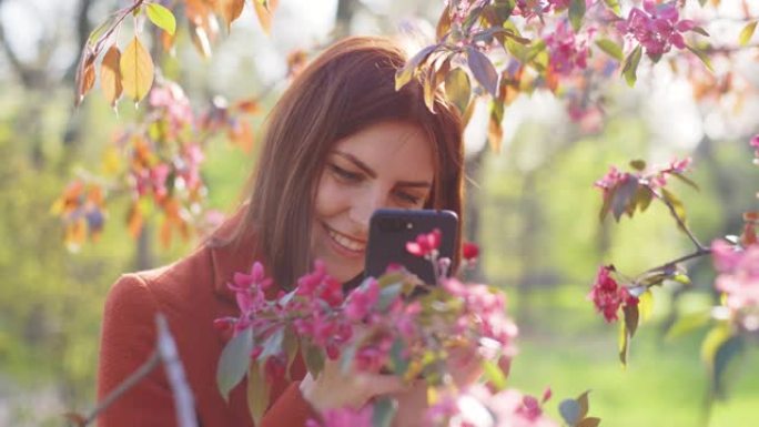年轻迷人的红发女人在公园日落时用智能手机拍摄樱桃花或樱花花春天的照片