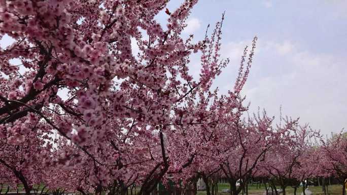 实拍公园樱花桃花游客