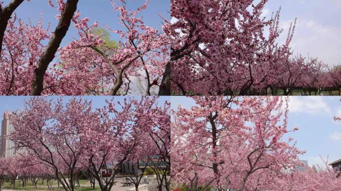 实拍公园樱花桃花游客