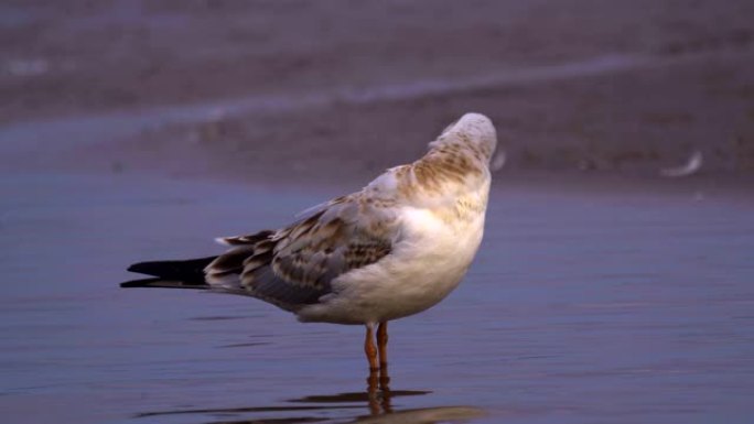 年轻的黑头鸥 (Larus ridibundus)。