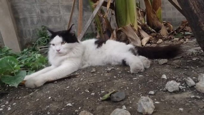 黑白家猫躺在地上