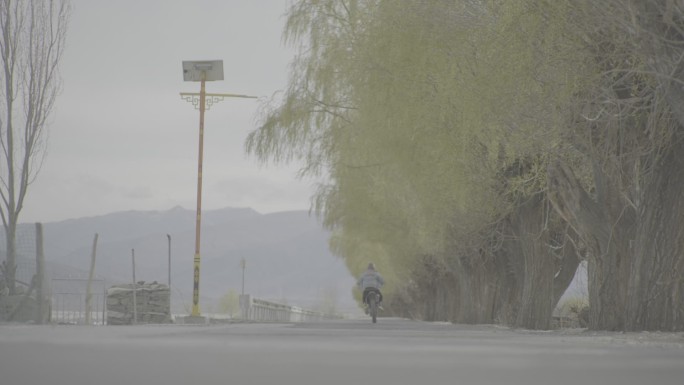 摩托车驶过林荫公路