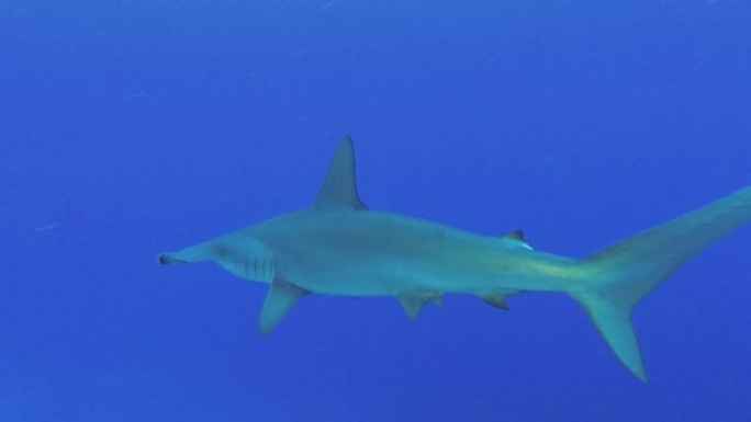 锤头鲨在蓝色的水底慢慢游动。扇形锤头鲨或锤头鲨-Sphyrna lewini，水下射击