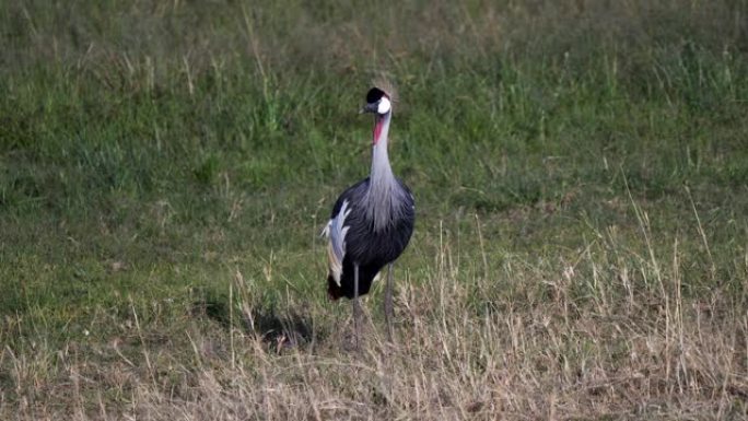 马赛马拉国家保护区的灰色冠鹤