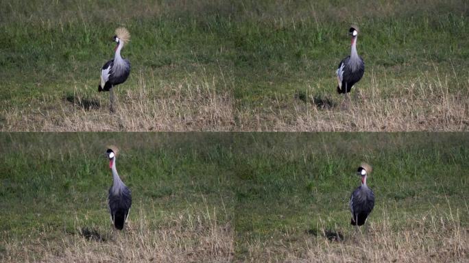 马赛马拉国家保护区的灰色冠鹤