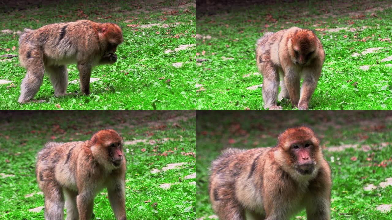 寻找营养的成年巴巴里猴