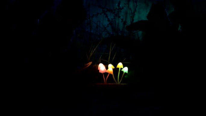 神秘黑暗森林中的幻想发光蘑菇特写。美丽的魔菌或三个灵魂迷失在阿凡达森林的微距镜头。雾背景上的仙女灯。