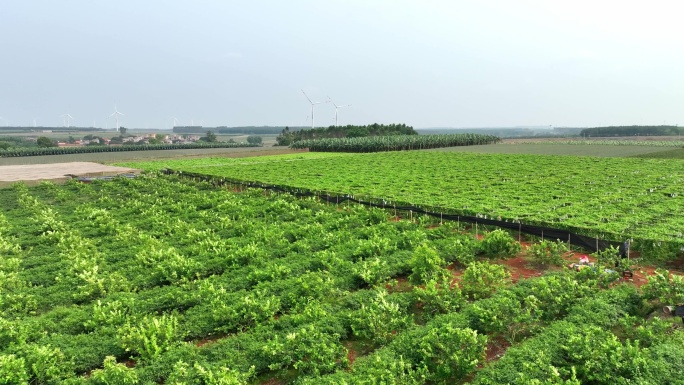 航拍 广东湛江徐闻县农业风力发电场
