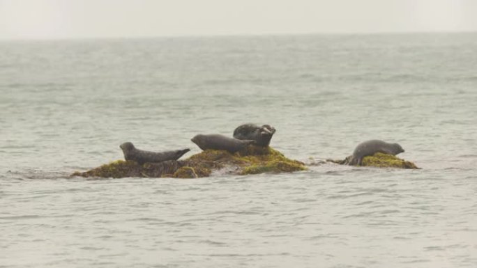 斑海豹 (Phoca vitulina stejnegeri)