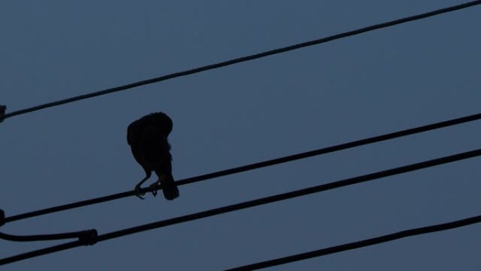 晚上电线上的鸟梳理轮廓。运动4k b卷镜头