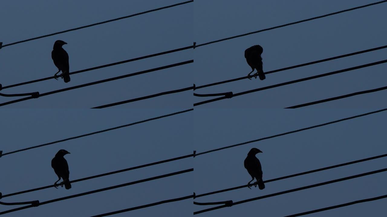 晚上电线上的鸟梳理轮廓。运动4k b卷镜头