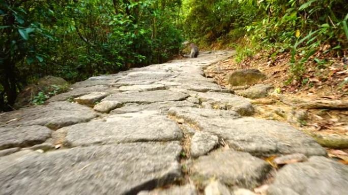 森林徒步旅行路上的猴子 -- 低角度