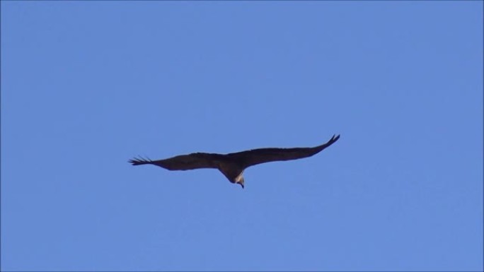 智利神雕鸟飞越安第斯山脉