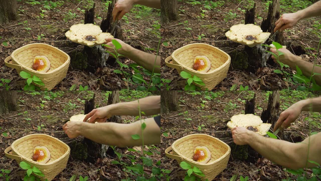 柳条篮里的Dryad的马鞍蘑菇和灵芝蘑菇。野生觅食森林中的食用蘑菇和植物。