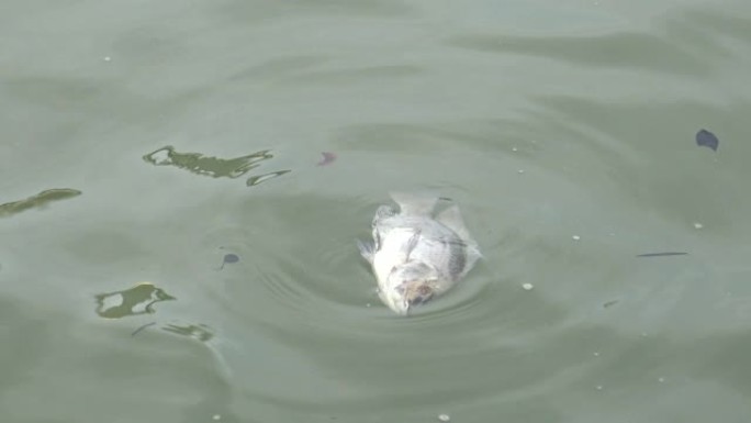 4k鱼死于湖塘的污水中