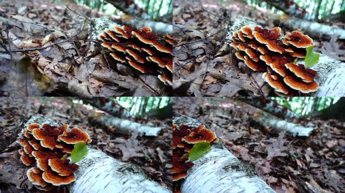树干上的森林蘑菇。