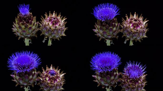 朝鲜蓟开花时间流逝