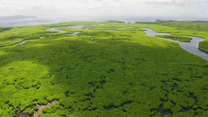 菲律宾Siargao具有海洋海湾生态系统的热带森林中的红树林田