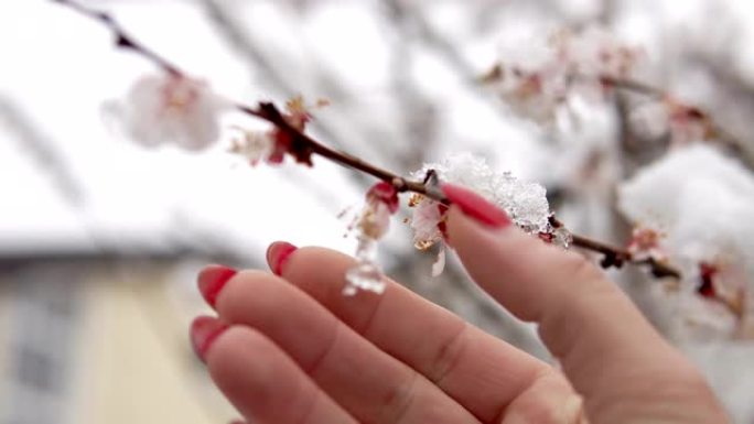 女人的手清理春天樱花和树枝上的雪