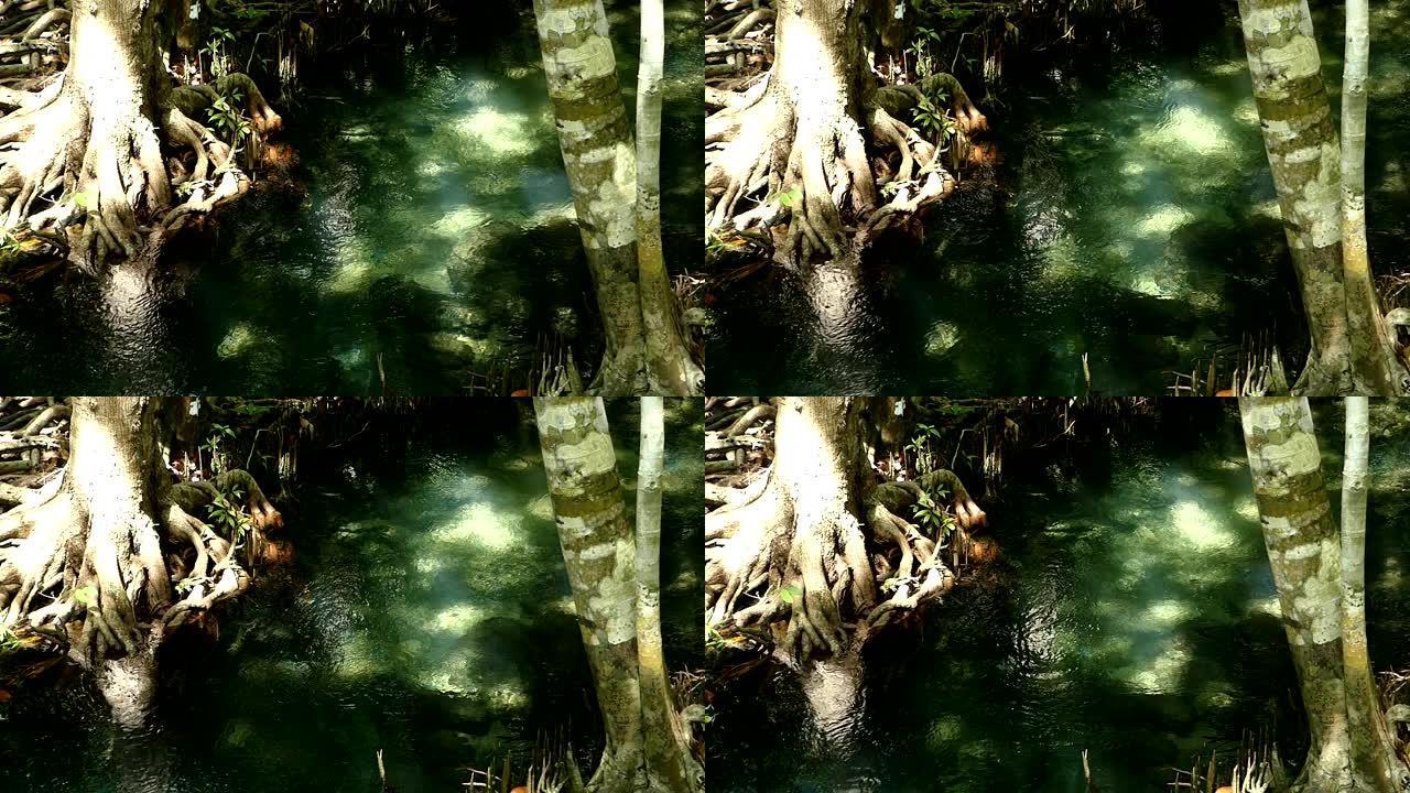 红树林中的清澈绿松石运河