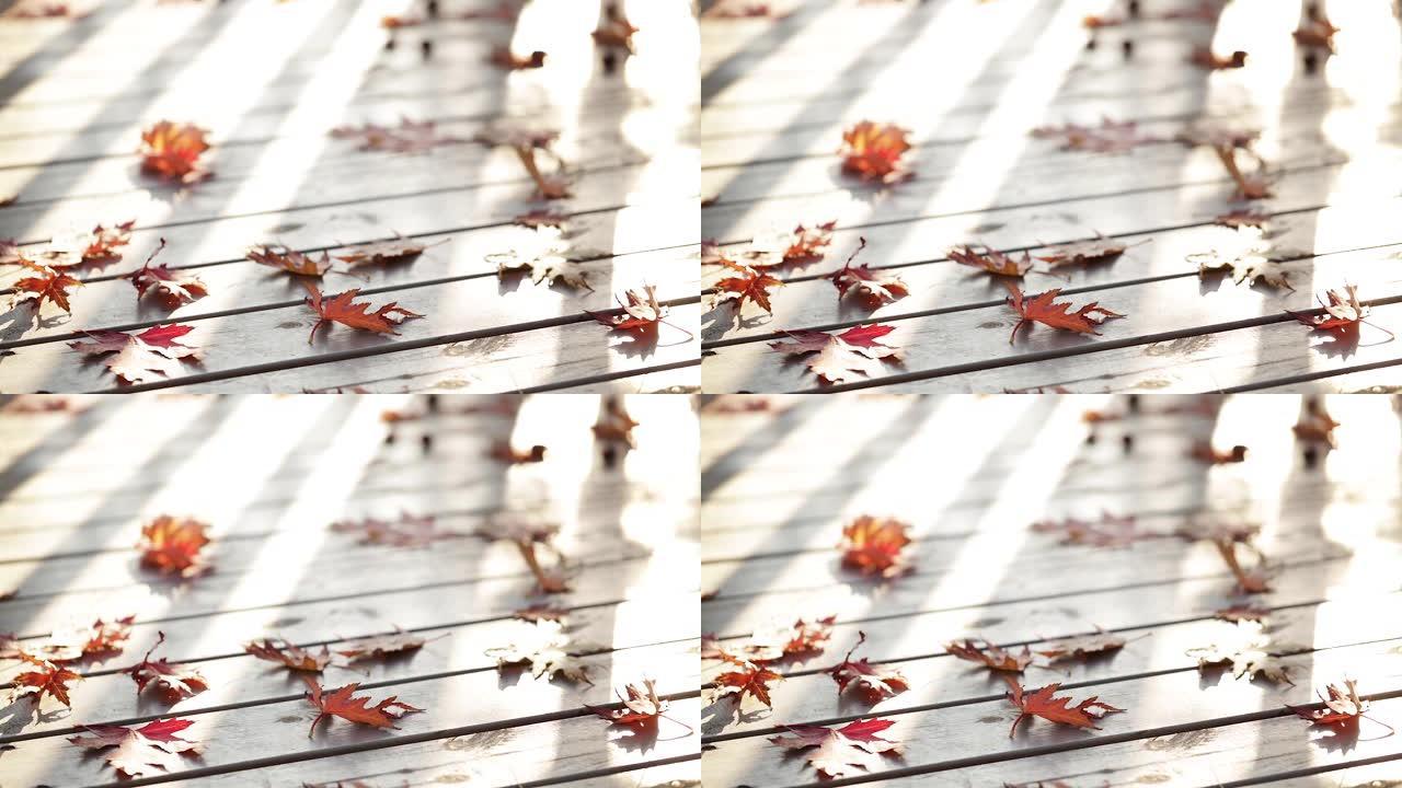秋天的颜色。灰色木质背景上的红色枫叶。选择性聚焦。