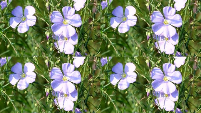 蓝色花朵植物亚麻开花