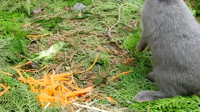 小兔子在花园里吃新鲜的胡萝卜