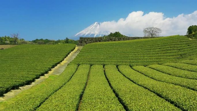 日本静冈的绿茶种植园和富士山。