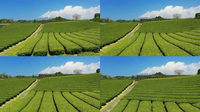 日本静冈的绿茶种植园和富士山。