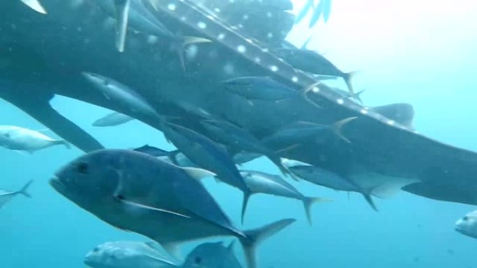 在安达曼海的水下，鲸鲨游过相机