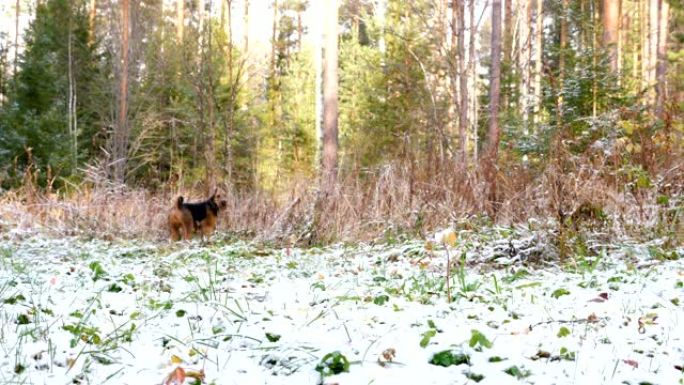 一只幼犬繁殖的Airedale小猎犬穿过覆盖着薄薄的积雪的秋天森林。