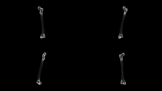 人体回路中股骨的全息表示屏幕3d