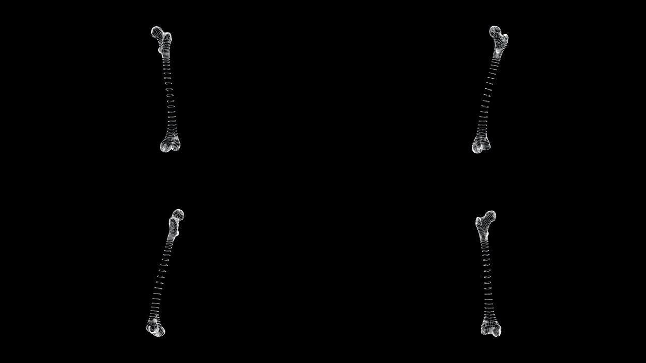 人体回路中股骨的全息表示屏幕3d