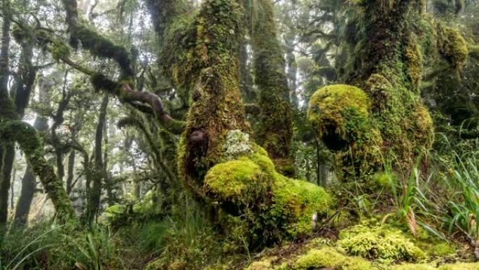 新西兰山脉的绿色原始森林自然之美