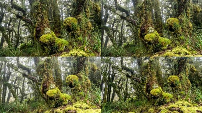 新西兰山脉的绿色原始森林自然之美