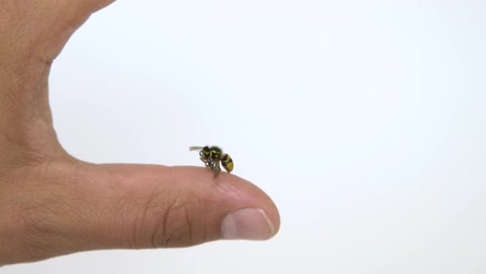 蜜蜂蛰人手指隔离在白色背景的特写视图。黄蜂在人的手指上，大多数人都有过敏反应，之后通常是肿胀和疼痛