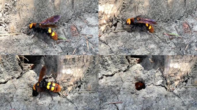 猛mm黄蜂 (Megascolia maculata) 在地面上行走并进入地面孔