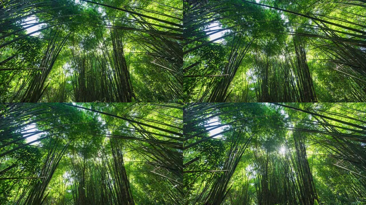 森林中竹叶在风中摇摆的低角度视图，延时视频