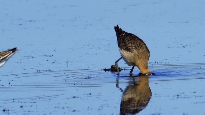 鸟-黑尾Godwit (Limosa limosa) 穿过沼泽。