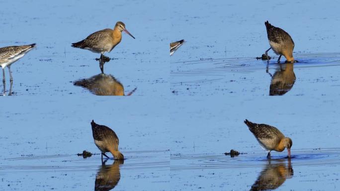 鸟-黑尾Godwit (Limosa limosa) 穿过沼泽。