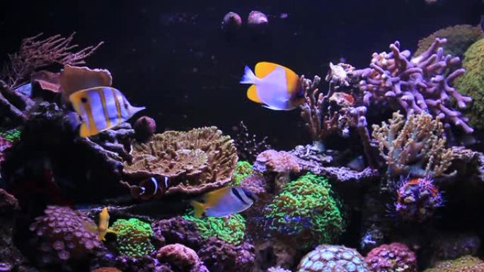 放松海洋水族馆