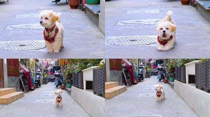 小狗 上海 上海多伦路文化街