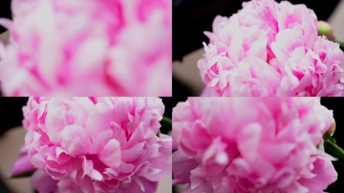美丽的粉红色花朵成为焦点