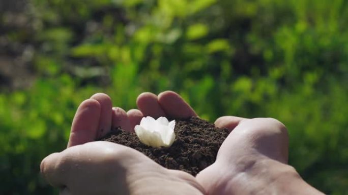 白花从手中的土壤中长大