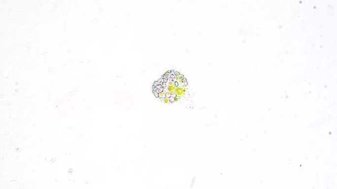 光学显微镜下的原生动物单细胞真核生物。